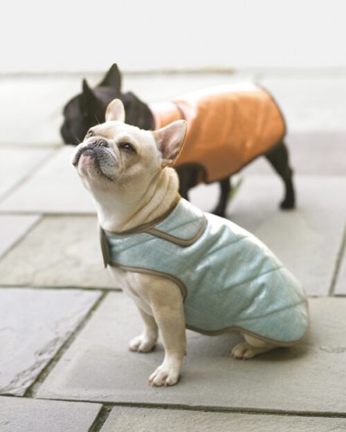 طراح لباس سگ
